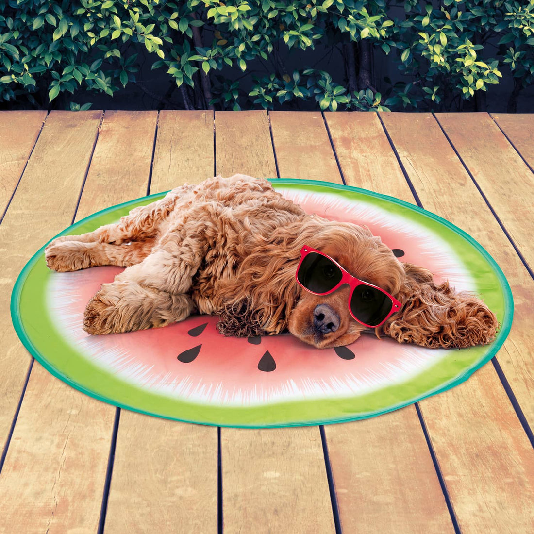 Happy dog lounging on a watermelon-shaped pool float in the summer sun – perfect pet cooling accessory for hot weather.