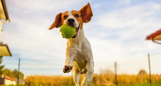  Playful dog jumping to catch a ball during outdoor mental stimulation