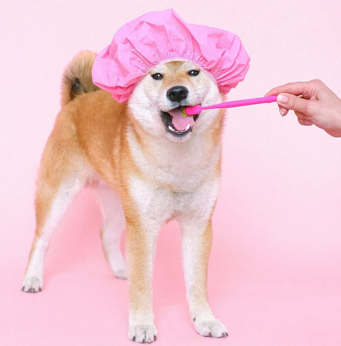 cute image of a dog wearing a pink bonnet getting its teeth brushed to advertise dog grooming