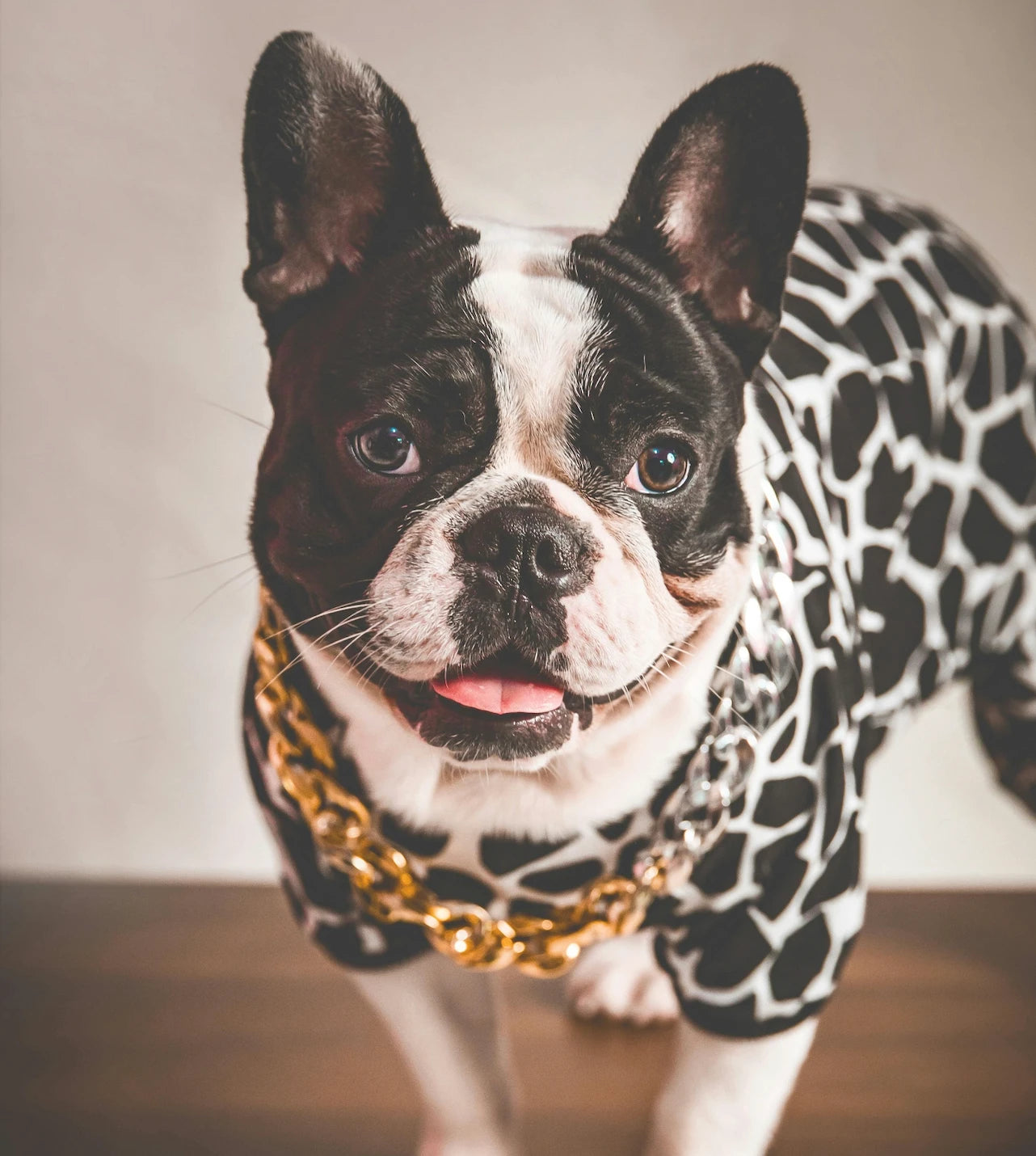 Cute dog wearing spotted shirt and goal chain advertising dog clothes