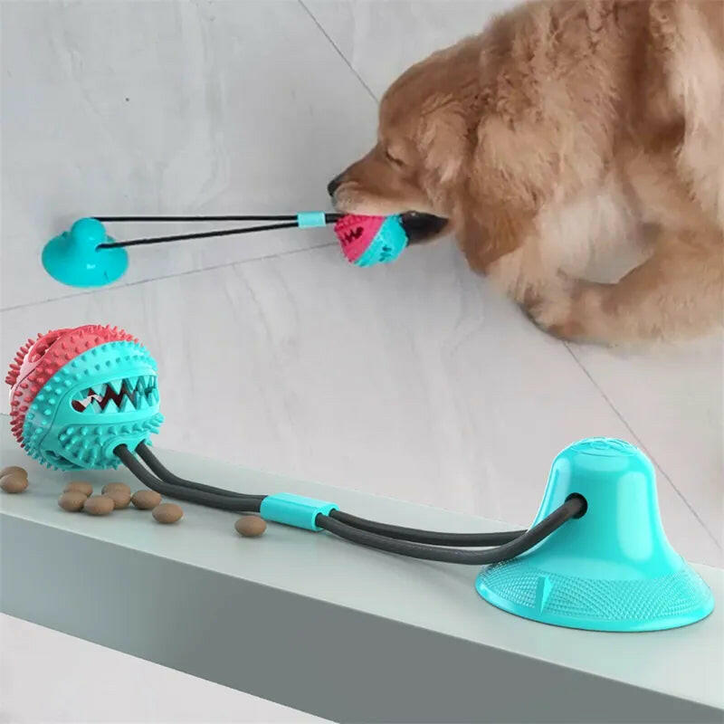 Dog playing with a suction ball toy, attached to a flat surface for interactive fun.